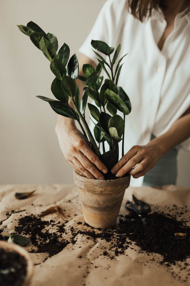 Essentials for Indoor Gardening